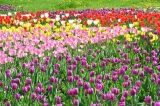 Tulips in Zelenograd