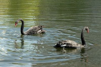 Черные лебеди снова на Быковом болоте